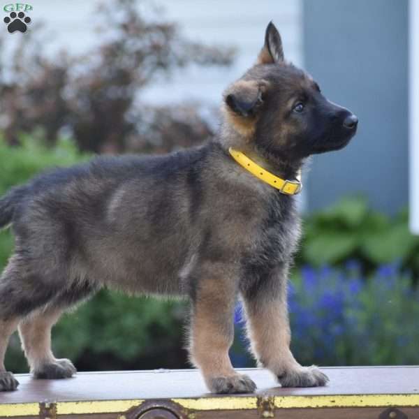 Lonnie, German Shepherd Puppy